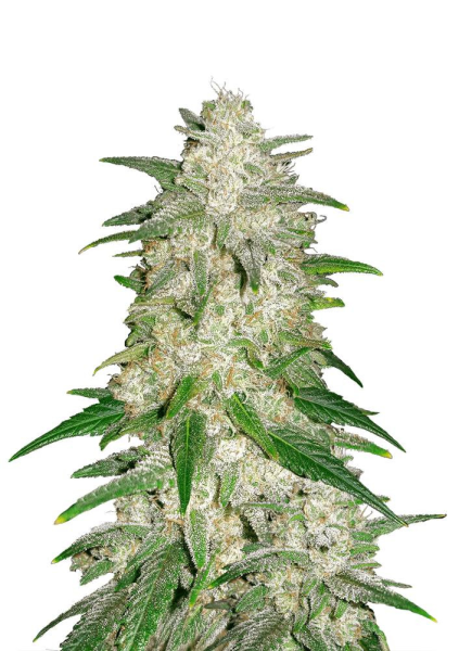 Gelato Auto - FASTBUDS | TanieSianie.pl