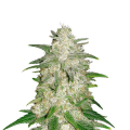 Gelato Auto - FASTBUDS