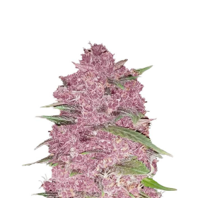 Purple Lemonade Auto - FASTBUDS | TanieSianie.pl