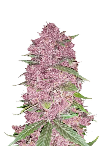Purple Lemonade Auto - FASTBUDS | TanieSianie.pl
