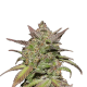 Smoothie Auto - FASTBUDS | TanieSianie.pl