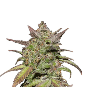Smoothie Auto - FASTBUDS | TanieSianie.pl