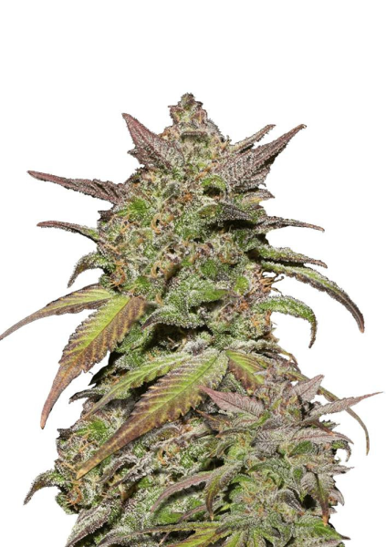 Smoothie Auto - FASTBUDS | TanieSianie.pl