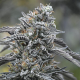 Black D.O.G. - HUMBOLDT SEED | TanieSianie.pl