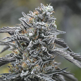 Black D.O.G. - HUMBOLDT SEED | TanieSianie.pl