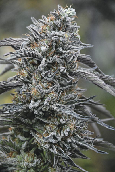 Black D.O.G. - HUMBOLDT SEED | TanieSianie.pl