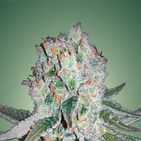 Banana Bomb - BOMB SEEDS | TanieSianie.pl