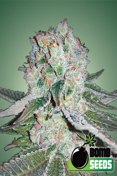 Banana Bomb - BOMB SEEDS | TanieSianie.pl