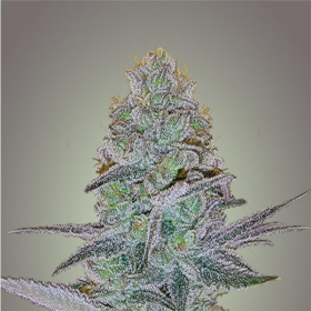 Cosmic Bomb Auto - BOMB SEEDS | TanieSianie.pl