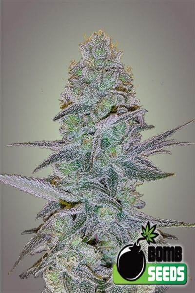 Cosmic Bomb Auto - BOMB SEEDS | TanieSianie.pl