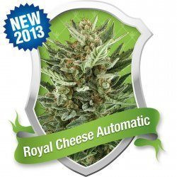 Royal Cheese Automatic - ROYAL QUEEN SEEDS | TanieSianie.pl
