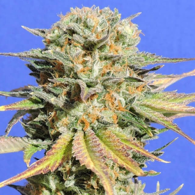 Bruce Banner 3 - Original Sensible Seeds | TanieSianie.pl