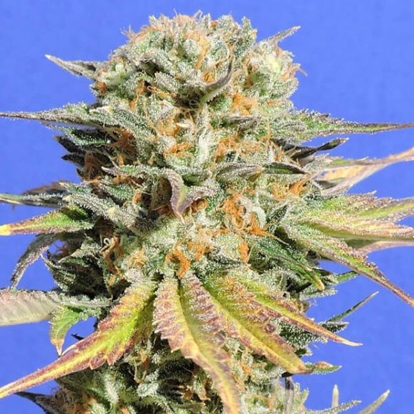 Bruce Banner 3 - Original Sensible Seeds | TanieSianie.pl