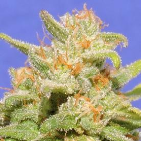 White Crystal Meth Auto - Original Sensible Seeds | TanieSianie.pl