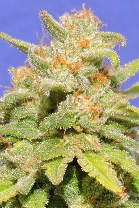 White Crystal Meth Auto - Original Sensible Seeds | TanieSianie.pl