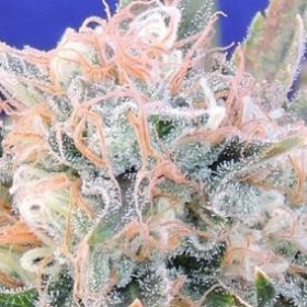 Auto Blueberry Ghost OG - Original Sensible Seeds | TanieSianie.pl
