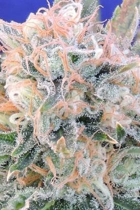 Auto Blueberry Ghost OG - Original Sensible Seeds | TanieSianie.pl