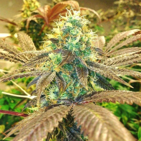 Zkittlez | TanieSianie.pl
