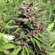 Banana Punch Auto | TanieSianie.pl
