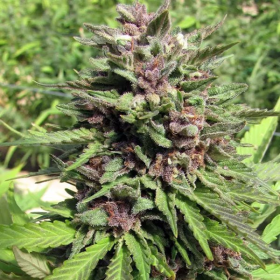 Banana Punch Auto | TanieSianie.pl