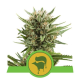 Sweet Skunk Automatic - ROYAL QUEEN SEEDS | TanieSianie.pl