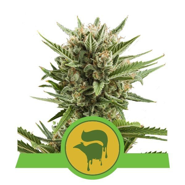 Sweet Skunk Automatic - ROYAL QUEEN SEEDS | TanieSianie.pl