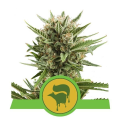 Sweet Skunk Automatic - ROYAL QUEEN SEEDS