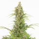 White Widow CBD Auto | TanieSianie.pl