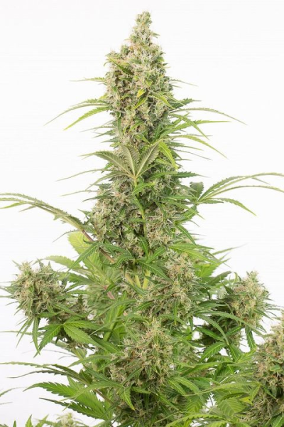 White Widow CBD Auto | TanieSianie.pl
