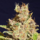 Alien Gorilla - Original Sensible Seeds | TanieSianie.pl