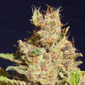 Alien Gorilla - Original Sensible Seeds | TanieSianie.pl