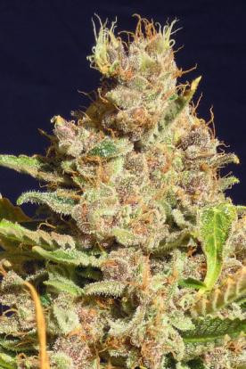 Alien Gorilla - Original Sensible Seeds | TanieSianie.pl