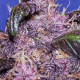 Auto Purple - Original Sensible Seeds | TanieSianie.pl