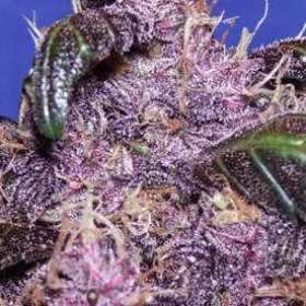 Auto Purple - Original Sensible Seeds | TanieSianie.pl