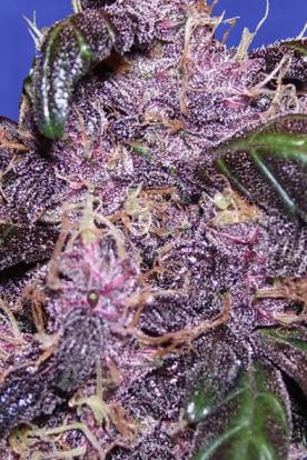 Auto Purple - Original Sensible Seeds | TanieSianie.pl