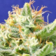 Auto Skunk - Original Sensible Seeds | TanieSianie.pl