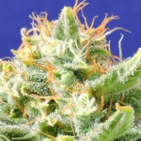Auto Skunk - Original Sensible Seeds | TanieSianie.pl