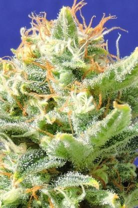 Auto Skunk - Original Sensible Seeds | TanieSianie.pl