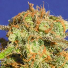 Bruce Banner #3 Auto - Original Sensible Seeds | TanieSianie.pl