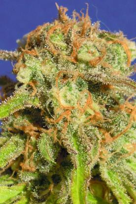 Bruce Banner #3 Auto - Original Sensible Seeds | TanieSianie.pl