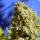 Bruce Banner #3 Fast - Original Sensible Seeds | TanieSianie.pl