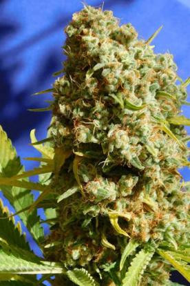 Bruce Banner #3 Fast - Original Sensible Seeds | TanieSianie.pl