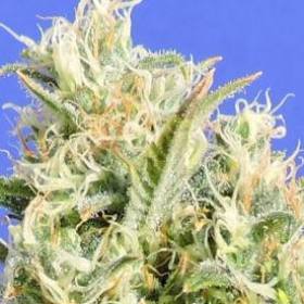 CBD Lemon AID - Original Sensible Seeds | TanieSianie.pl