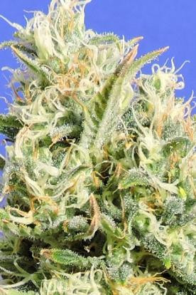 CBD Lemon AID - Original Sensible Seeds | TanieSianie.pl