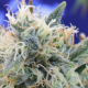 Girl Scout Cookies - Original Sensible Seeds | TanieSianie.pl