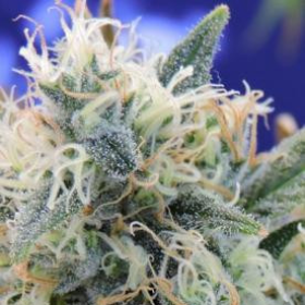 Girl Scout Cookies - Original Sensible Seeds | TanieSianie.pl