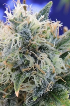 Girl Scout Cookies - Original Sensible Seeds | TanieSianie.pl
