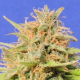 Girl Scout Cookies Auto - Original Sensible Seeds | TanieSianie.pl