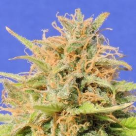 Girl Scout Cookies Auto - Original Sensible Seeds | TanieSianie.pl