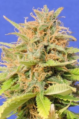 Girl Scout Cookies Auto - Original Sensible Seeds | TanieSianie.pl